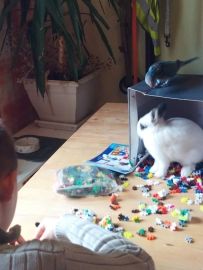 Activité de médiation animale