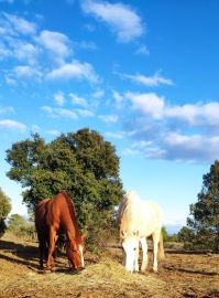 Activité de médiation animale